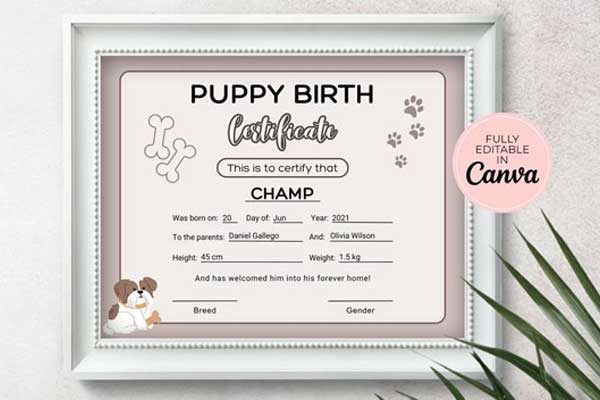 Best Certificate Design Templates – Customizable & Elegant Designs for Any Occasion | Premium PSD, AI & Vector File Formats